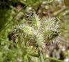 fruits