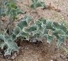 feuille basale