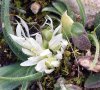 fleurs et fruits