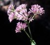inflorescence