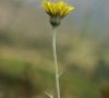 fleur