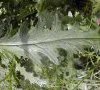 feuille envers