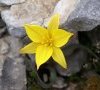fleur DB