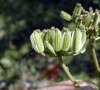 20 involucelle en fruit