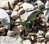 plante en bouton
