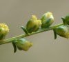 fleurs