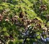 grappes de samares