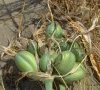 fruits