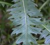 feuille