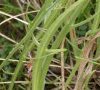 feuille caulinaire détail