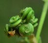 (anciennement subsp leiocarpa)