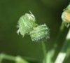 (anciennement subsp suffruticosa)