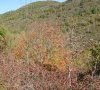 Couleurs d'automne