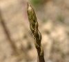 tête d'asperge