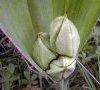 fruits