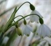 inflorescence