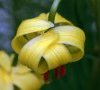 fleur détail