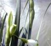 spathe et bouton
