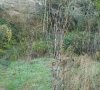 Plante en automne © ET