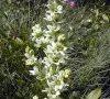 inflorescence