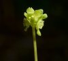 Inflorescence "cubique"