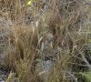 plantes entières