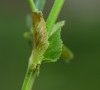 (anciennement subsp leiocarpa)