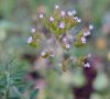 Fleurs © ET