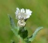bouton et fleur