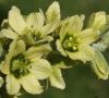 originalité fleurs jaune pâle