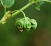 (anciennement subsp leiocarpa)