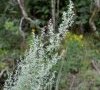 inflorescence