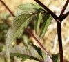 feuille