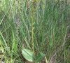 plante entière
