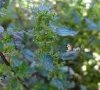 Urtica tremolsii ?