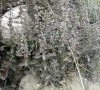 fruits en grappe