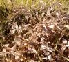 Plante en automne © ET