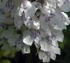 fleurs