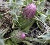 capitules en boutons