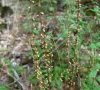 Fruits