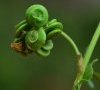 (anciennement subsp leiocarpa)