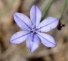 fleur