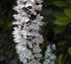 inflorescence
