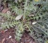 feuille en rosette