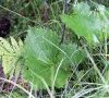 feuille basale