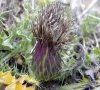 fin de floraison