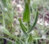 feuille embrassante