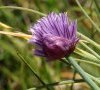 spathe