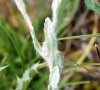 feuille caulinaire