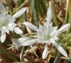 fleurs